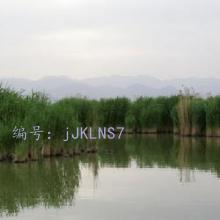 ʵ